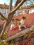 Kitten rests on a brick roof, enjoys the sun. Street Cat Enjoys people`s attention.