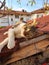 Kitten rests on a brick roof, enjoys the sun. Street Cat Enjoys people`s attention.