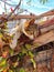 Kitten rests on a brick roof, enjoys the sun. Street Cat Enjoys people`s attention.