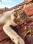 Kitten rests on a brick roof, enjoys the sun. Street Cat Enjoys people`s attention.