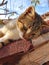 Kitten rests on a brick roof, enjoys the sun. Street Cat Enjoys people`s attention.