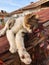 Kitten rests on a brick roof, enjoys the sun. Street Cat Enjoys people`s attention.