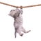 Kitten with rope