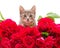 Kitten in roses