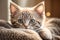 Kitten\\\'s Endearing Stare: Irresistibly Cute and Charming