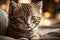 Kitten\\\'s Endearing Stare: Irresistibly Cute and Charming