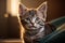 Kitten\\\'s Endearing Stare: Irresistibly Cute and Charming