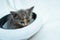 This kitten\\\'s playful energy is infectious as they enjoy a game with a white round hat