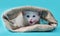 Kitten in a sack licks itself at turquoise background