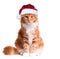 Kitten in Santa Claus hat