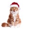 Kitten in Santa Claus hat