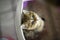 The kitten sat in the cat toilet and looked up. Top view of a striped Scottish cat sitting in a cat litter tray. Cute and