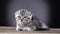 Kitten scottish fold lies and licks its paws. Black background. Slow motion