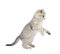 Kitten Scottish Straigh isolated on white