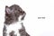 kitten Selkirk Rex on a white background, gray-white, advertising products for cats