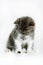 Kitten Selkirk Rex on white background gray-white color