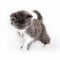 Kitten Selkirk Rex on white background gray-white color