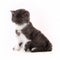 Kitten Selkirk Rex on white background gray-white color