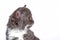 Kitten Selkirk Rex on white background gray-white color, cute pe