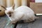 Kitten Siamesecat sitting and enjoy on wood terrace with sunlight