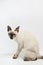 Kitten Siamesecat sitting on white background