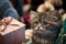 Kitten sits with a gift box