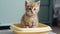 The kitten sits in the litter box. Scottish kitten pees in a litter box. Generative AI