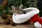 The kitten sits in a red santa claus hat. Christmas cat. Presents concept. Adorable tabby animal, pet, cat. Christmas lights and