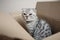 kitten sitting in a cardboard box,scottish fold, gift kitten