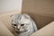 kitten sitting in a cardboard box,scottish fold, gift kitten