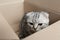 kitten sitting in a cardboard box,scottish fold, gift kitten