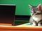 Kitten sitting in front of a laptop with light green background.