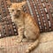 Kitten sitting in front of Moroccan cushion, Essaouira, Morocco