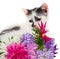 Kitten sitting near flowers
