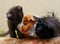 kitten sitting next to two hairy guinea pigs