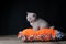 Kitten sitting on an orange pillow, black background