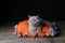 Kitten sitting on an orange pillow, black background