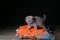 Kitten sitting on an orange pillow, black background