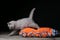 Kitten sitting on an orange pillow, black background