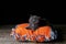 Kitten sitting on an orange pillow, black background