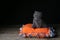 Kitten sitting on an orange pillow, black background