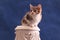 Kitten sitting on plaster ornament closeup