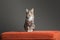 Kitten sitting on scratched orange fabric sofa