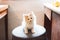 Kitten sitting on stool