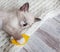 Kitten sleep on knitted plaid