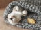 Kitten sleep on knitted plaid