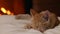 Kitten sleeping at the fireplace - closeup, static camera