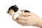 Kitten sleeping in hands isolated