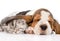 Kitten sleeping under the ear basset hound puppy. isolated on white