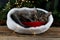 Kitten sleeps in santa claus hat. Christmas cat pet sleeping. Presents concept. Portrait of kitten. Adorable tabby animal, pet,
